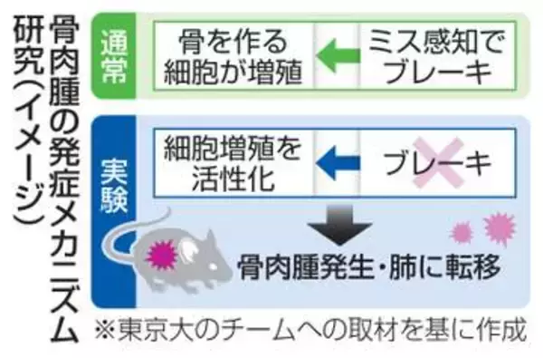 骨肉腫、増殖制御破綻が原因か　若者に発症、老化研究がヒント