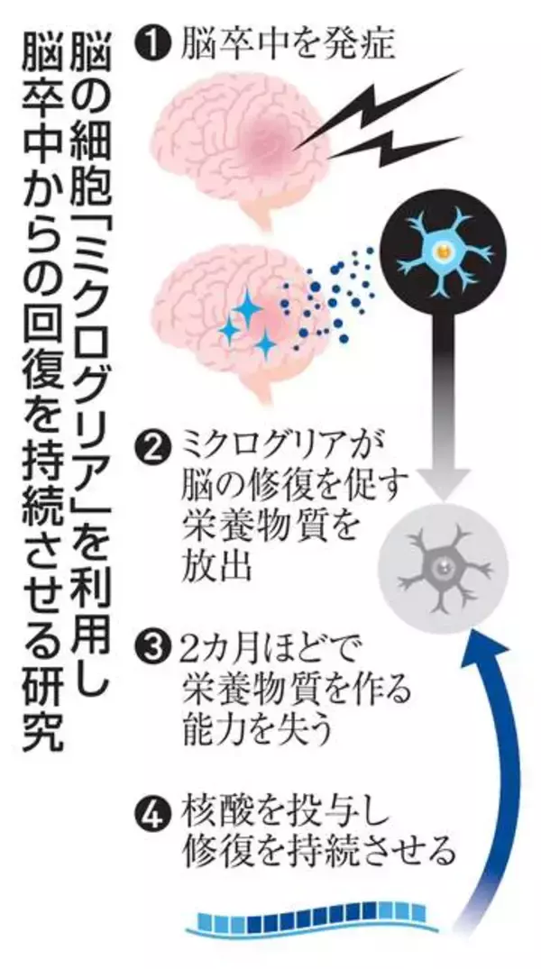 脳卒中回復、長期持続へ道　マウスで、後遺症減に期待