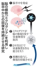 脳卒中回復、長期持続へ道　マウスで、後遺症減に期待