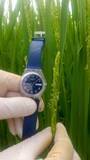「コメも早起きは三文の徳？　開花時間前倒し安定生産へ」の画像1