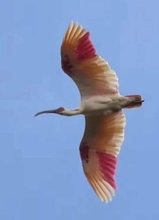 能登で放鳥トキ2羽死ぬ　野生動物捕食か