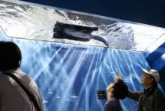 ビワコナマズの新水槽完成　破損事故受け再建、滋賀