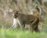 「アカゲザル完全排除目指す　農作物被害、千葉のみ生息」の画像1