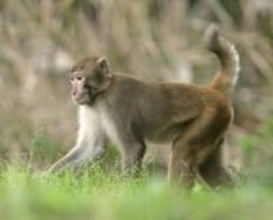 アカゲザル完全排除目指す　農作物被害、千葉のみ生息