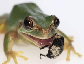 カエルの舌にしがみつき危機脱出　ゾウムシの護身、二重に備え