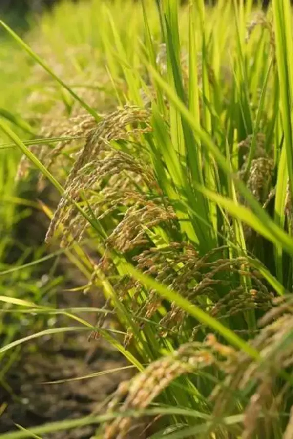 コメ業者取引価格、3月最大下落　在庫増、前年比では1.3倍高値