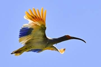 石川の放鳥トキ、周辺市町で確認　富山にも、GPSでデータ追跡