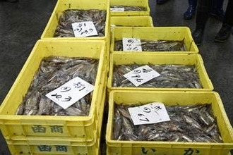 不漁のスルメイカ初競り、函館　2年連続延期「厳しいスタート」