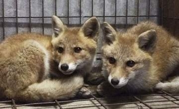 盛岡のキツネ「はっさく」天国へ　動物公園、もふもふ走る姿人気