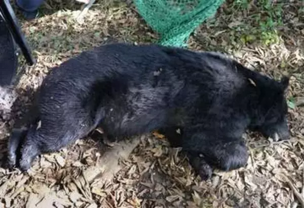 山に放し再出没のクマ駆除　神奈川、地域への執着継続