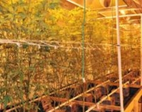 米、大麻規制を緩和へ　分類見直し、医療研究推進