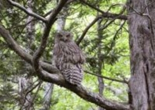 絶滅危惧のシマフクロウ、生息数回復　北海道で保護活動結実、地域連携で共存へ