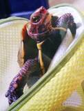 「絶滅危惧種のカメ捕獲疑い　ペットショップ経営ら逮捕」の画像1