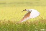 「トキ放鳥、能登の空舞う　56年ぶり本州で野生に、繁殖へ」の画像1