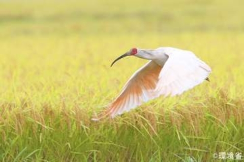 トキ放鳥、能登の空舞う　56年ぶり本州で野生に
