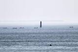 「歯舞・貝殻島周辺でコンブ漁解禁　ロシア側に入漁料7667万円」の画像1