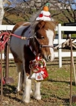 午年ちなみポニーと撮影、成田市　ゆめ牧場で新年先取り