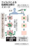 「脳腫瘍新ウイルス療法治験開始へ　腫れ抑える効果付加、東大研究所」の画像1