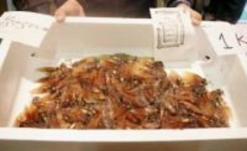 富山湾でホタルイカ漁解禁　水揚げ1キロ、過去最高額で落札