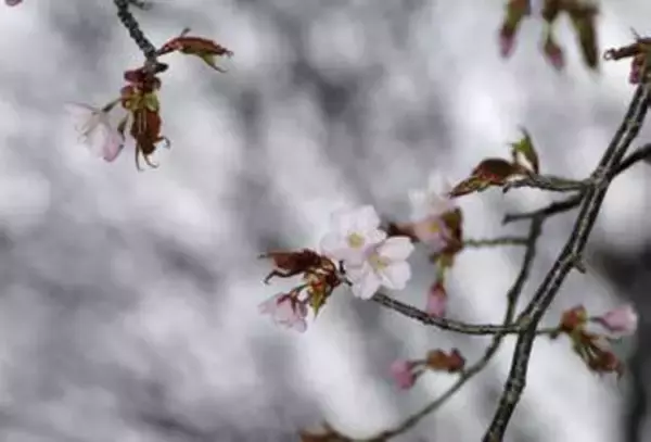 北海道で日本一遅い桜開花　釧路と網走、前線列島縦断