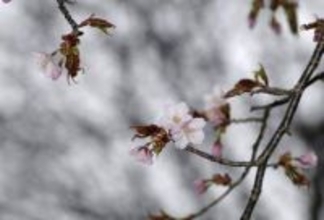 北海道で日本一遅い桜開花　釧路と網走、前線列島縦断