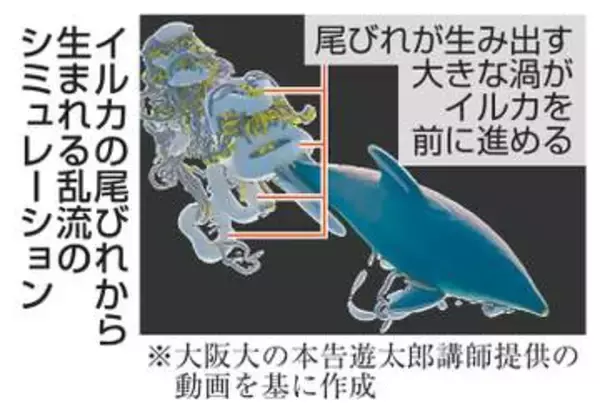 イルカ、大きな渦の力で前に進め　スパコン「富岳」で水流分析