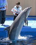 「佐藤駿選手、イルカと共演　仙台の水族館で一日館長」の画像1