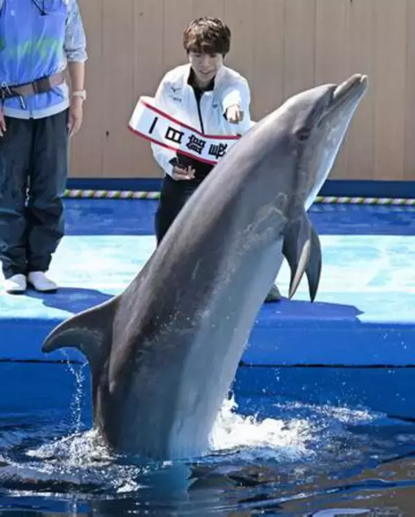 佐藤駿選手、イルカと共演　仙台の水族館で一日館長