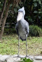 パンダ不在、新たな顔は　返還半年、来園者減の上野