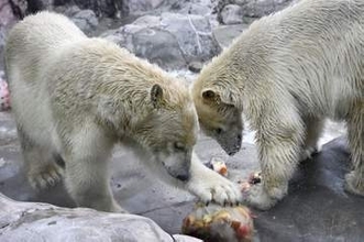 仙台の双子ホッキョクグマ移動へ　愛知と鹿児島の動物園に
