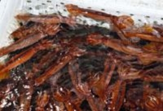 太平洋スルメイカ、2.6倍に　25年漁期、黒潮「大蛇行」終息