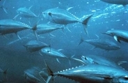 大型マグロ漁獲枠25％拡大　27～28年、小型6％減
