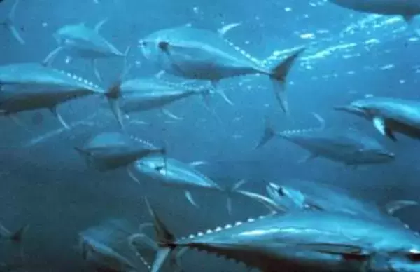 大型マグロ漁獲枠25％拡大　27～28年、小型6％減