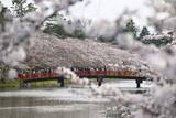 「青森・弘前公園で桜見頃　過去2番目の早さ」の画像1