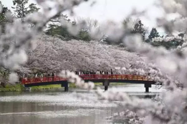 青森・弘前公園で桜見頃　過去2番目の早さ