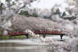 青森・弘前公園で桜見頃　過去2番目の早さ