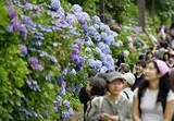 「東海、関東甲信が梅雨入り　平年並み」の画像1