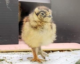 ライチョウひな1羽死ぬ、富山　特別天然記念物、腹膜炎で