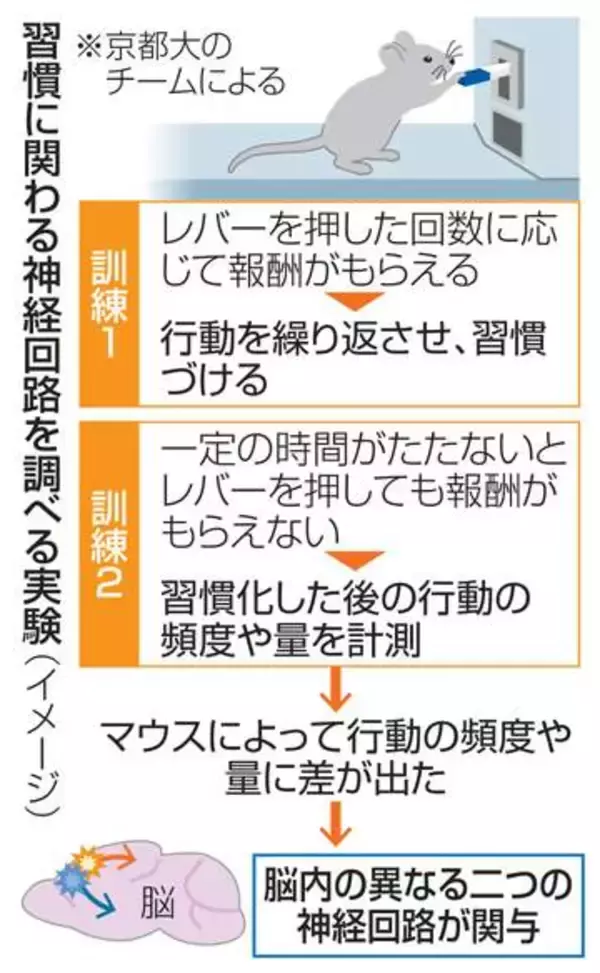 習慣の頻度や量、別の神経が関与　強迫性障害の原因解明に期待