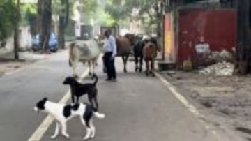 インド、野良犬捕獲また命令　最高裁、今度は全土に拡大