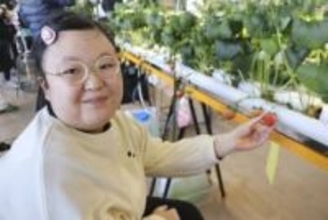 障害ある生徒、イチゴ収穫　校内栽培、福岡で農福連携