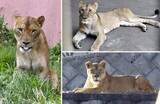 「多摩動物園のライオン3頭死ぬ　暑さ影響か、東京」の画像1