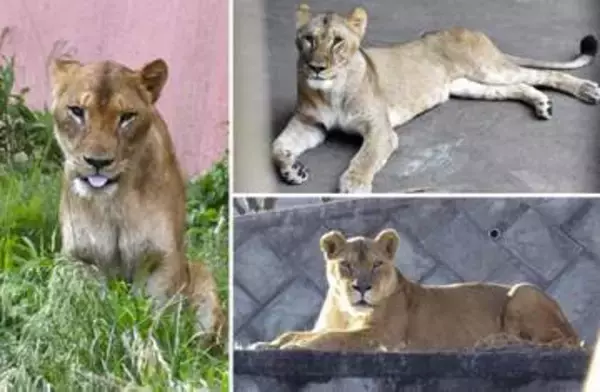 多摩動物園のライオン3頭死ぬ　暑さ影響か、東京