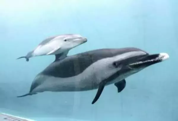 マダライルカの赤ちゃん、公開　和歌山・太地、くじらの博物館