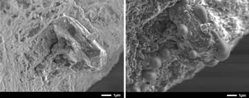 小惑星で採取の岩石、大気で変質　数週間で、研究チームが分析結果