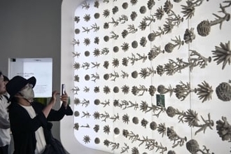 万博展示の人工サンゴ、海へ移植　サウジ館、生態系の再生挑戦