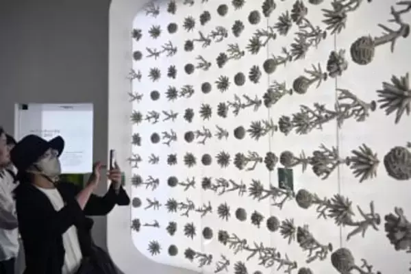 万博展示の人工サンゴ、海へ移植　サウジ館、生態系の再生挑戦