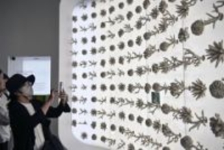 万博展示の人工サンゴ、海へ移植　サウジ館、生態系の再生挑戦