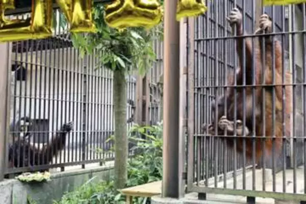 絶滅危機のオランウータンを披露　2頭そろって初、愛媛県の動物園