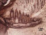 「日本最古級のトカゲ類化石発見　徳島で、新種の可能性」の画像1